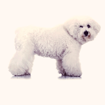 Bichon store frise agility